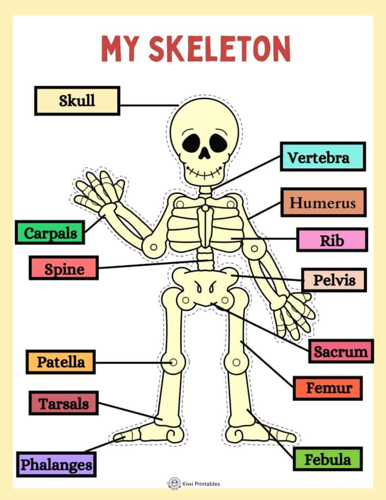 human-anatomy-book-12