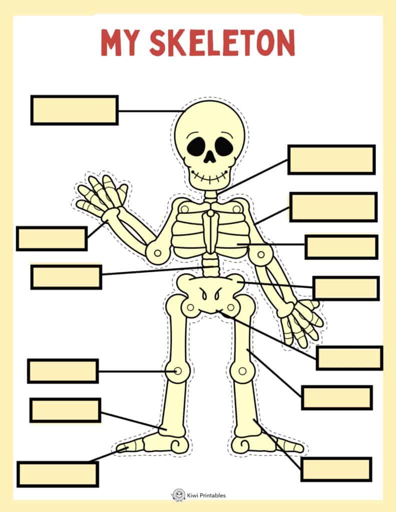 human-anatomy-book-13