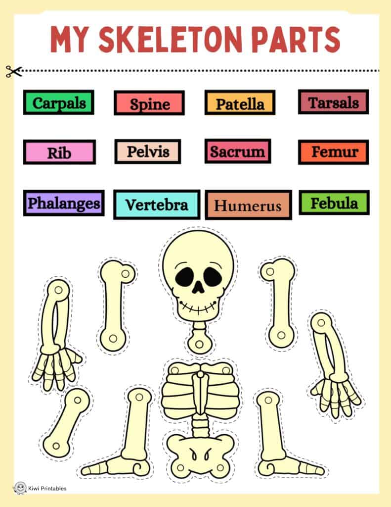 human-anatomy-book-14