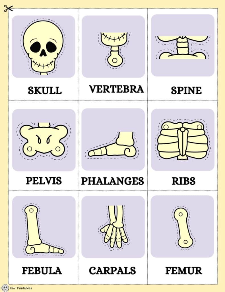 human-anatomy-book-16