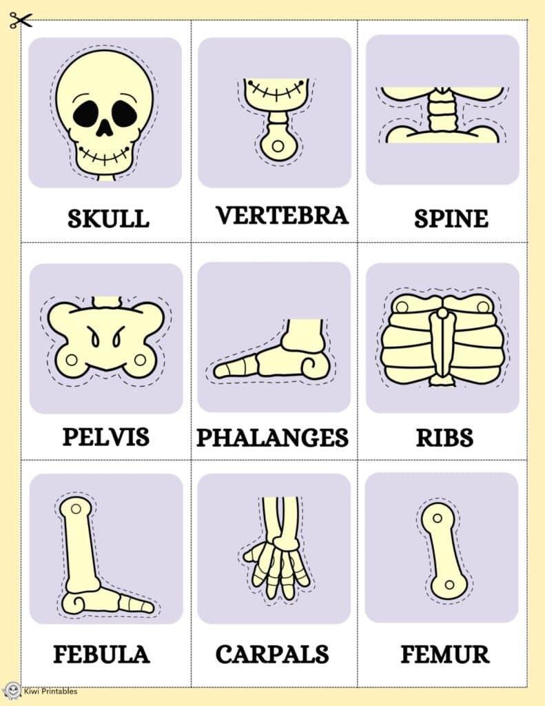 human-anatomy-book-17