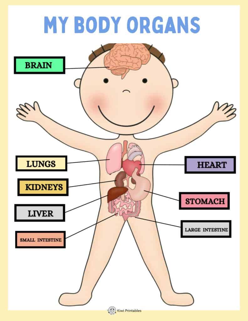 human-anatomy-book-21