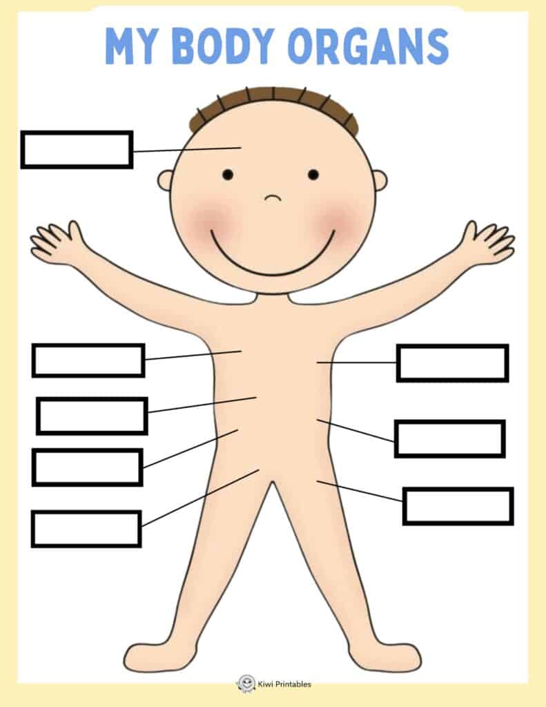 human-anatomy-book-22