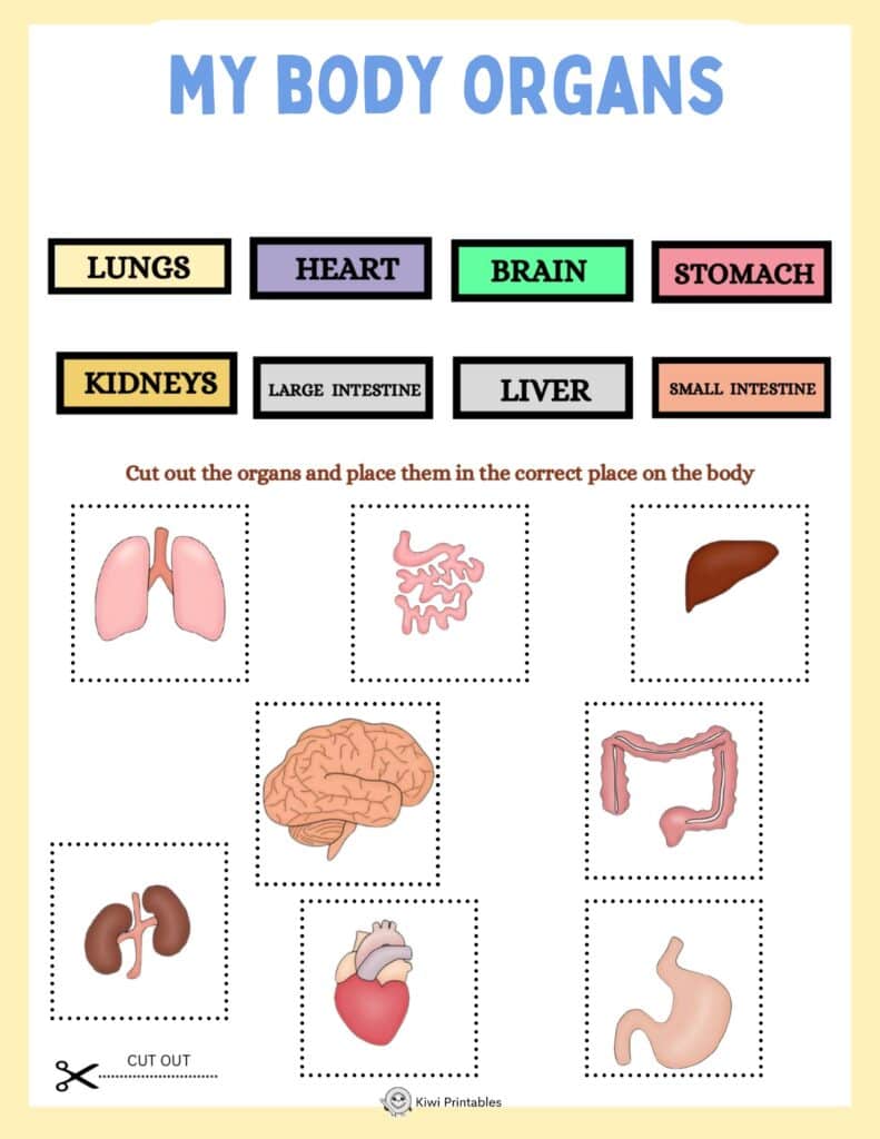human-anatomy-book-23