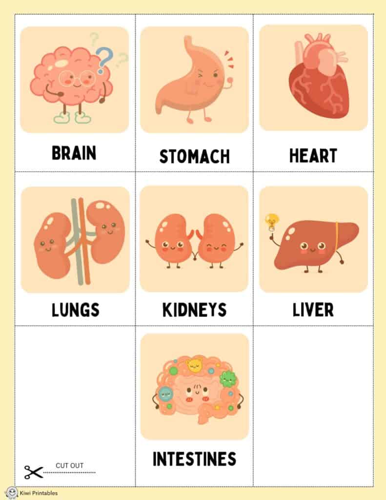 human-anatomy-book-24