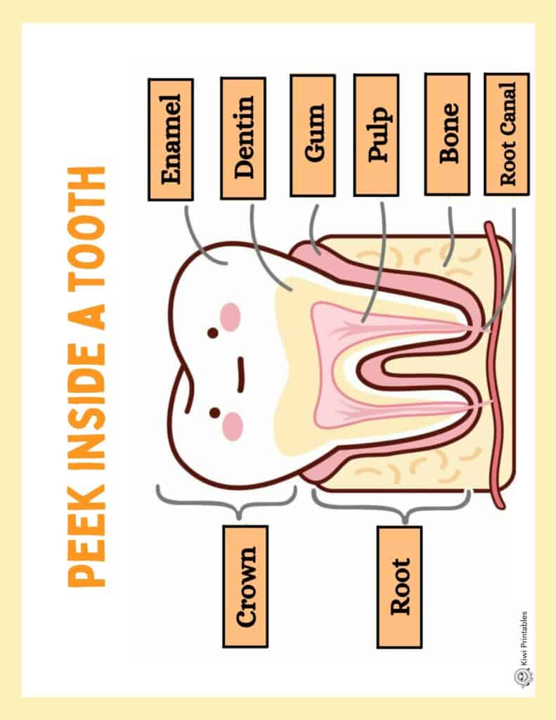 human-anatomy-book-32