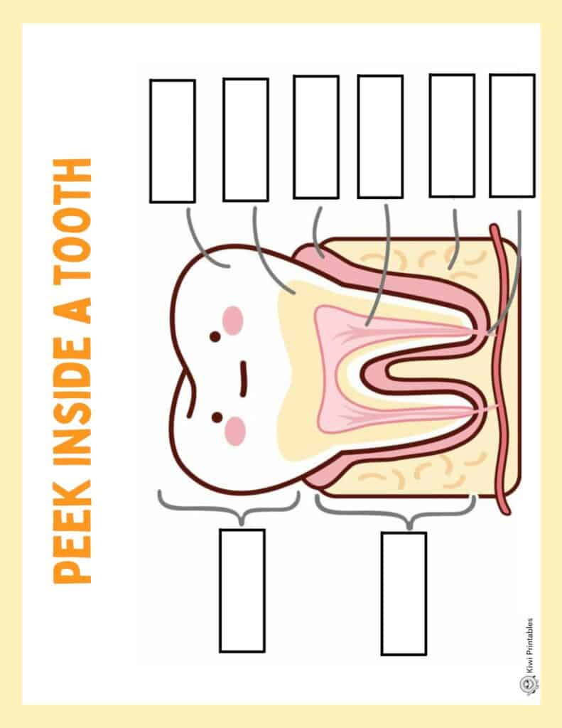 human-anatomy-book-33