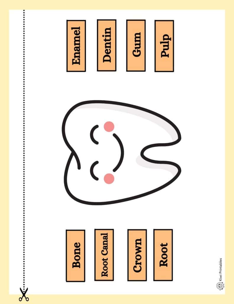 human-anatomy-book-34