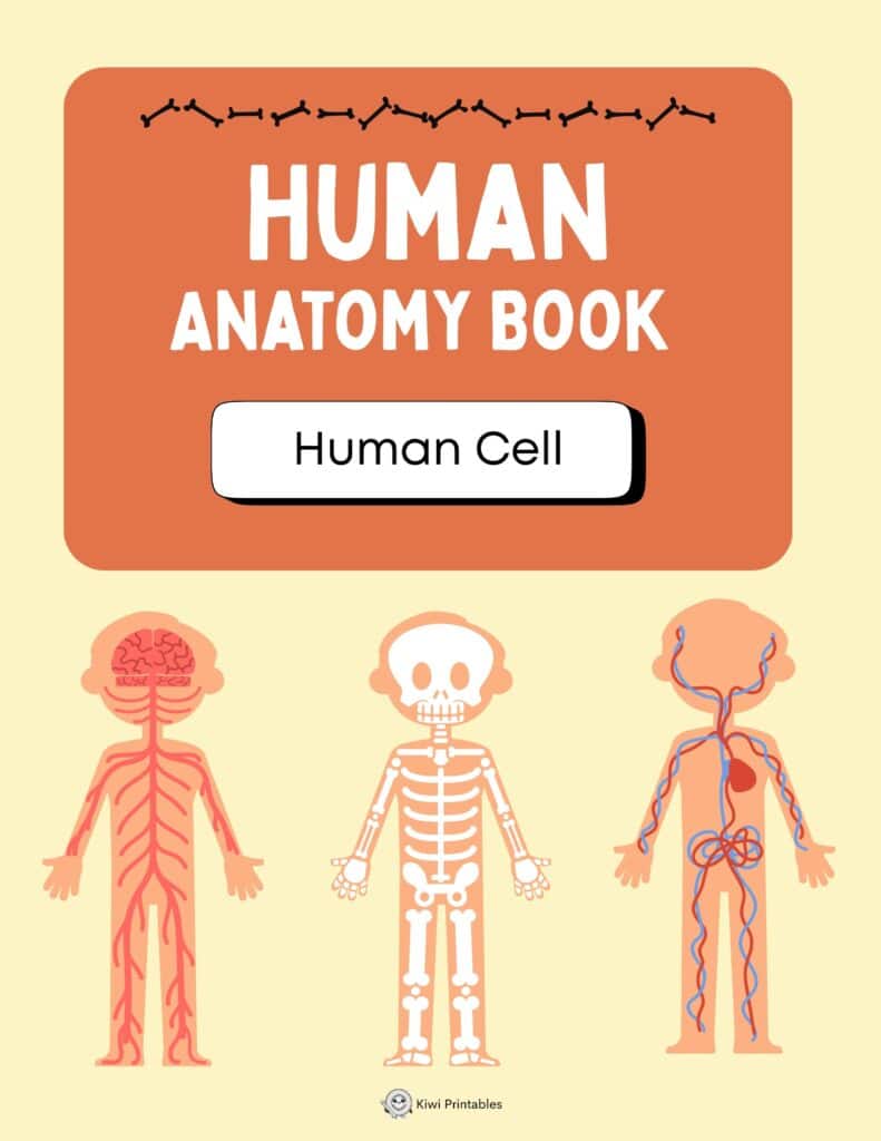 human-anatomy-book-35