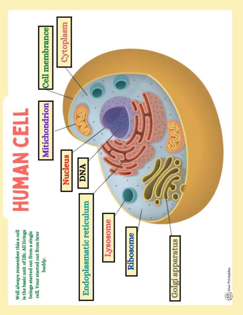 human-anatomy-book-36