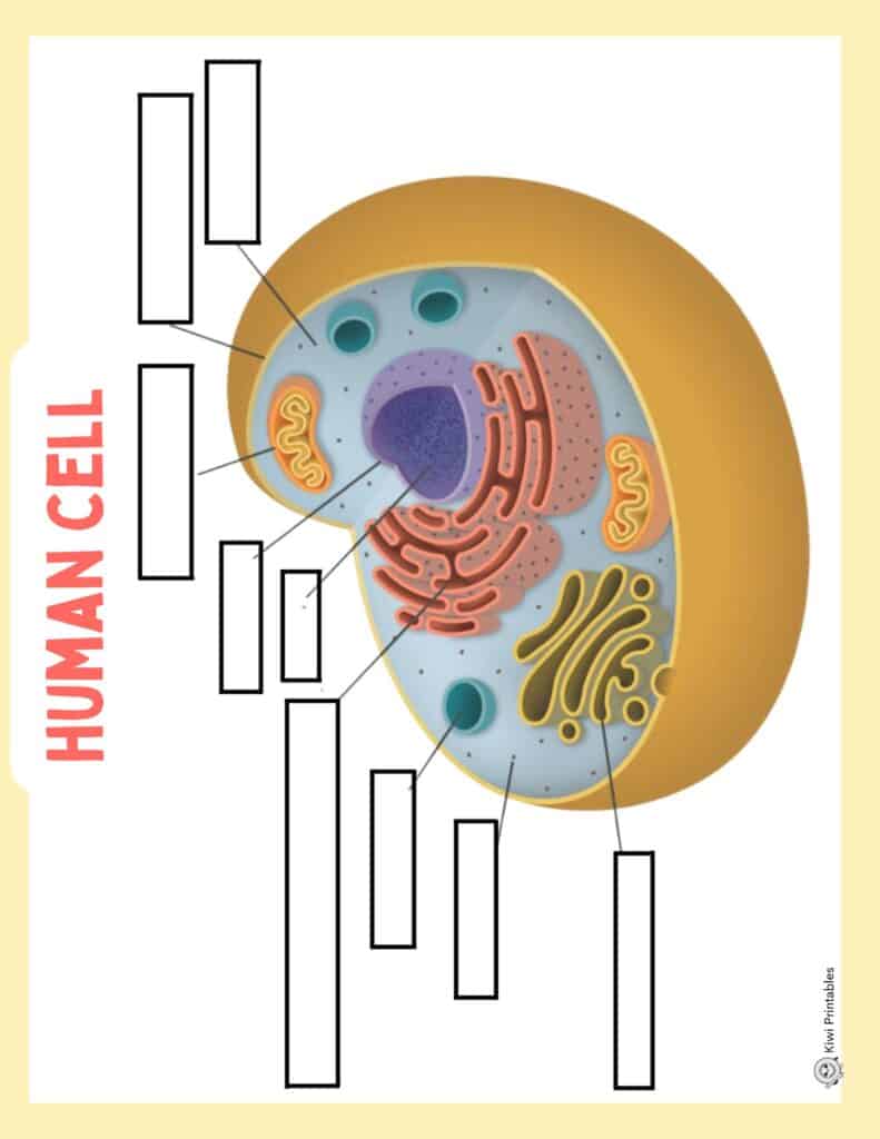 human-anatomy-book-37