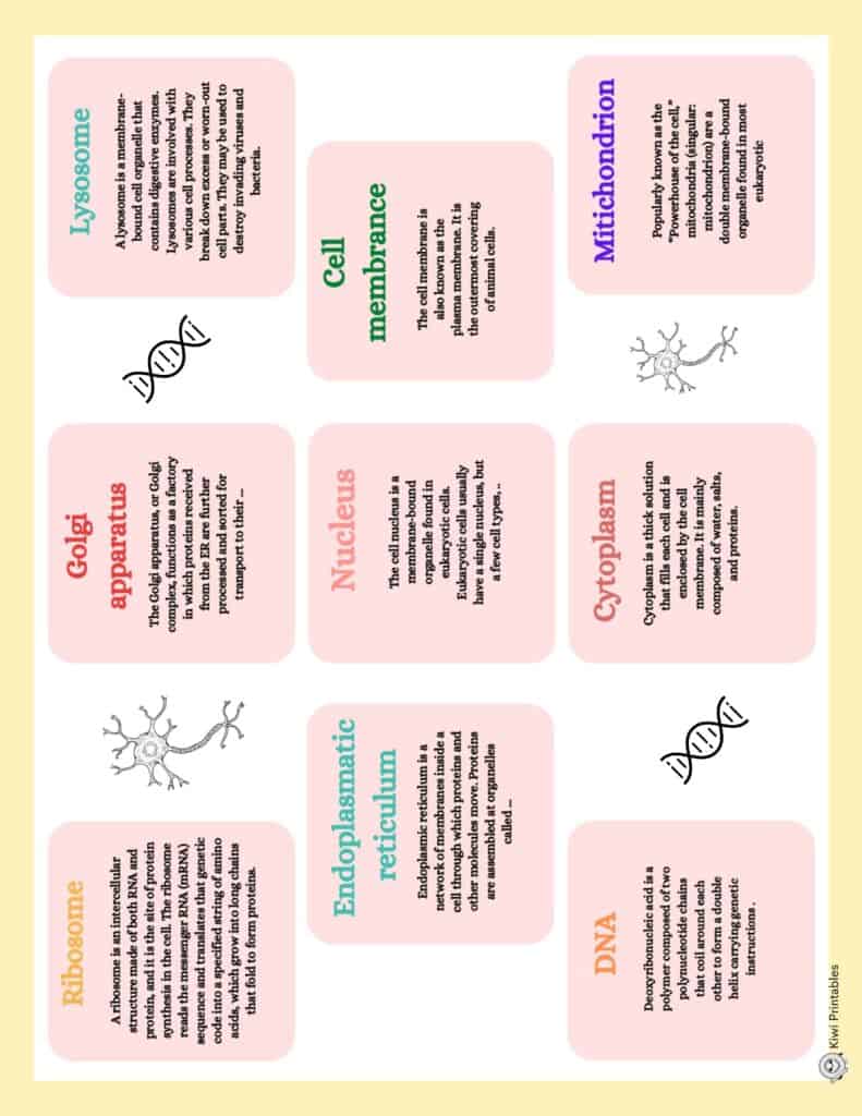 human-anatomy-book-38
