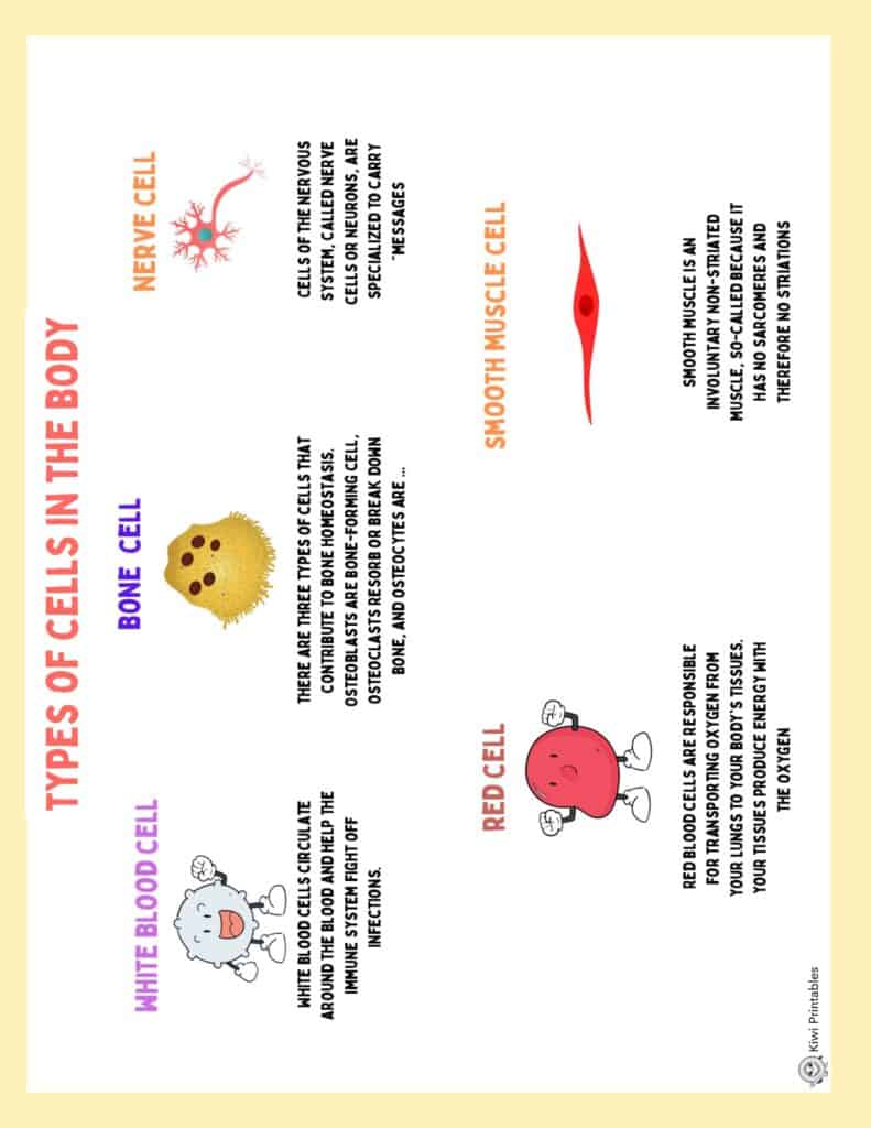human-anatomy-book-39