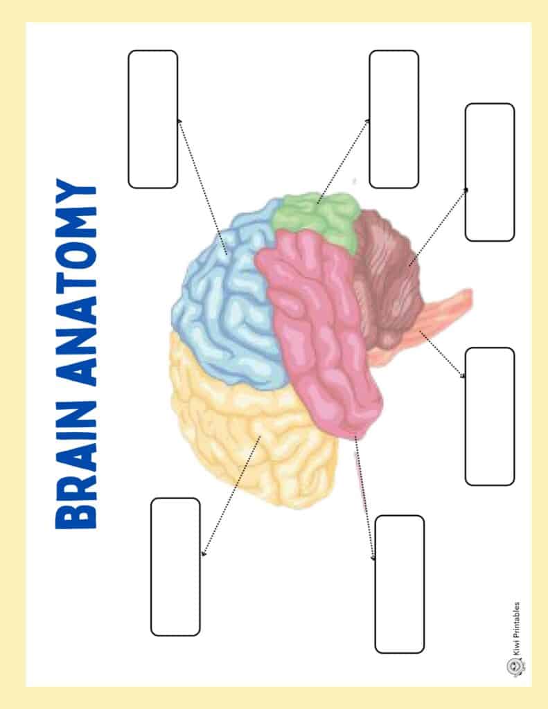human-anatomy-book-43