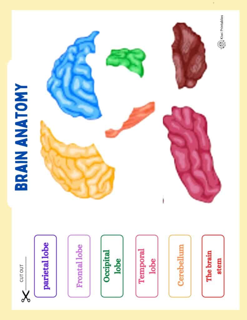 human-anatomy-book-44