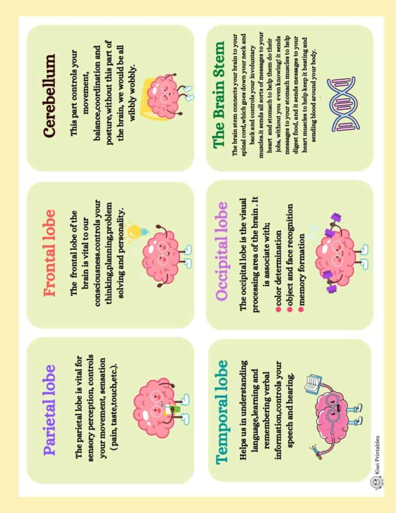human-anatomy-book-45