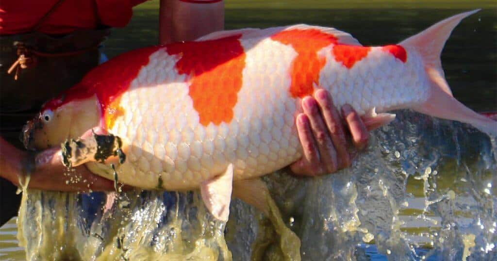 ikan koi jumbo