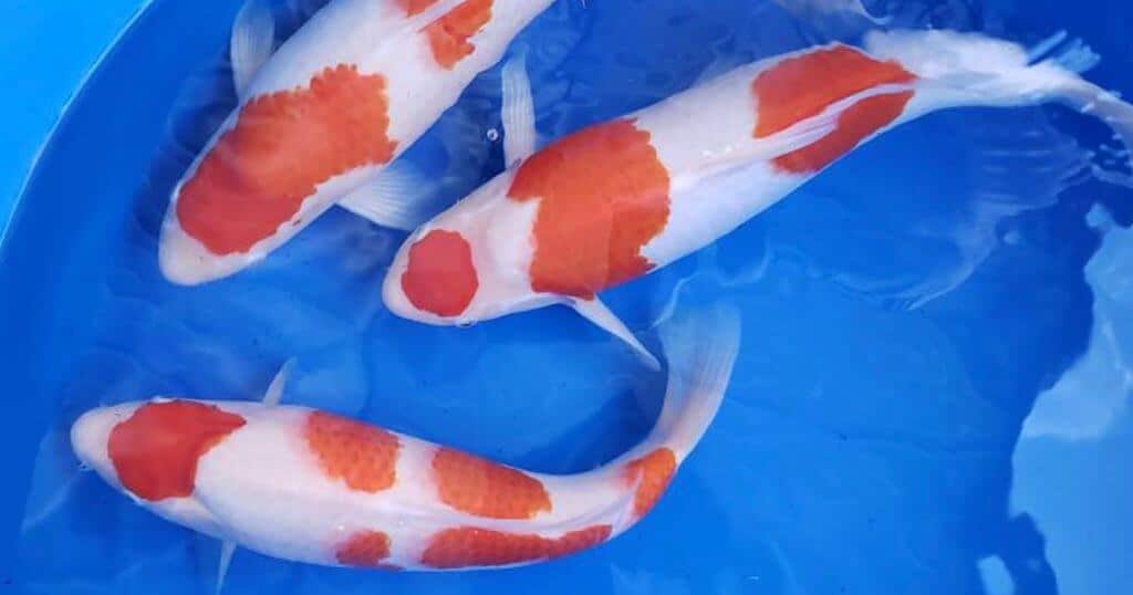 jenis ikan koi populer