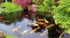membangun kolam koi