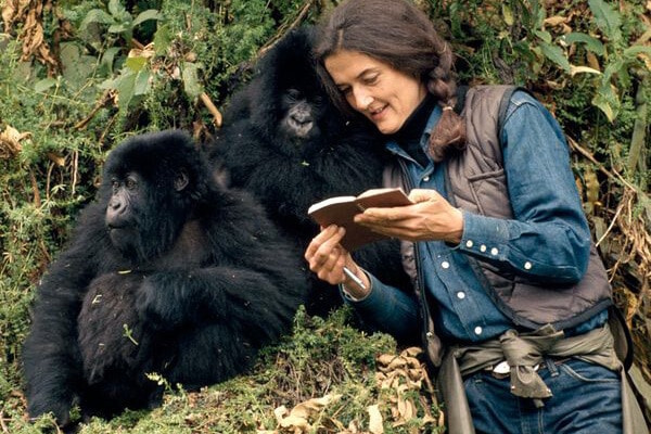 „Gorillák a ködben”