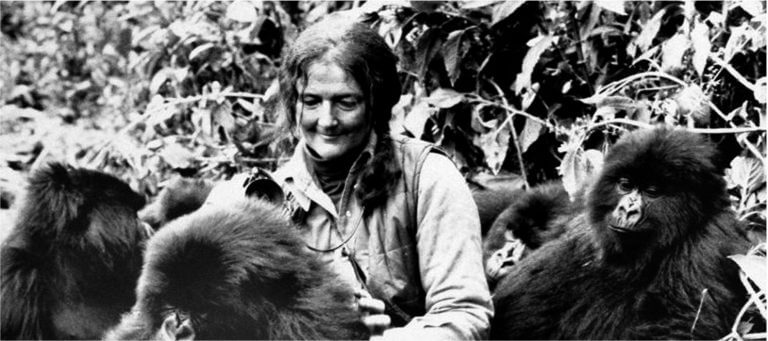 „Gorillák a ködben”