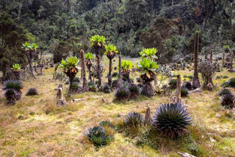 Afrika ismeretlen világöröksége: a Hold-hegység (Rwenzori – 5109 m)