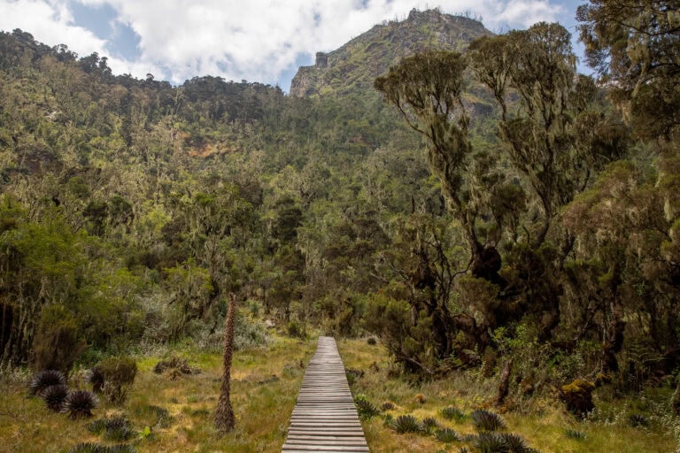 Afrika ismeretlen világöröksége: a Hold-hegység (Rwenzori – 5109 m)