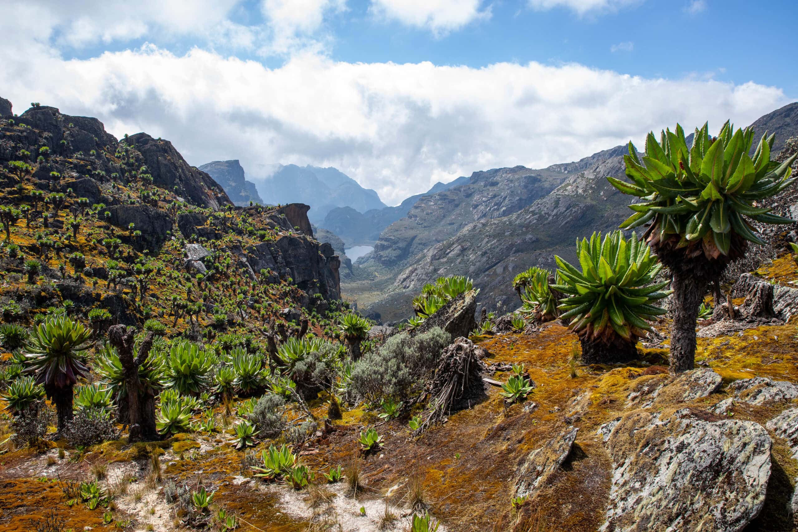 Afrika ismeretlen világöröksége: a Hold-hegység (Rwenzori – 5109 m)