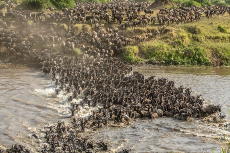 Serengeti, Kilimandzsáró, Zanzibár