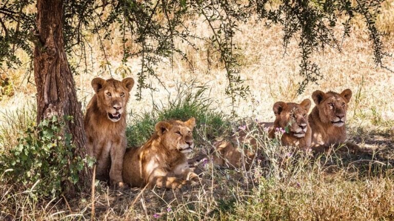 Serengeti, Kilimandzsáró, Zanzibár