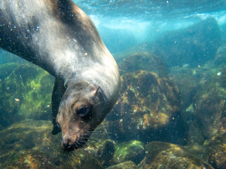 Óriások földje – Galápagos-szigetek