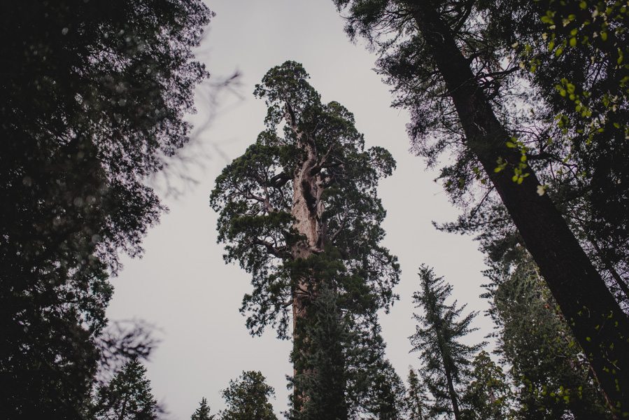 Engagement Session Photography Sequoia National Forest California 042