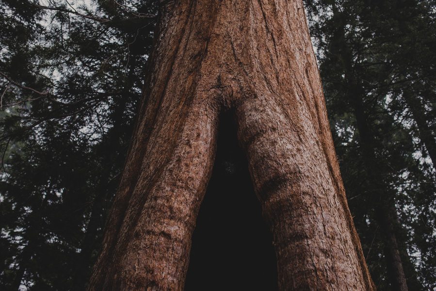 Engagement Session Photography Sequoia National Forest California 054