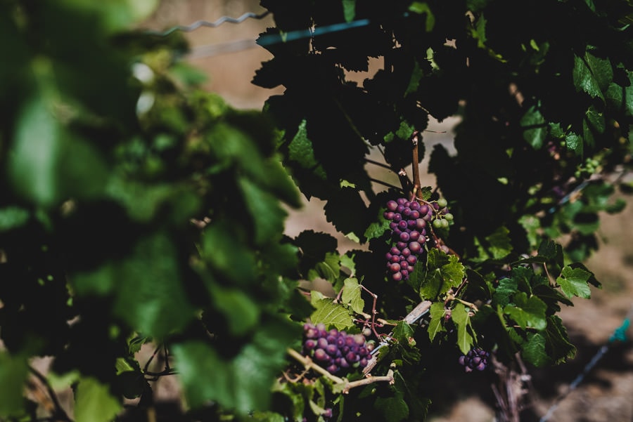 Gorge Crest Vineyards Wedding Photography 142