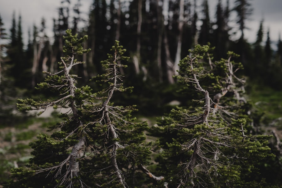 Mt Rainier Washington Engagement Session Photography 120
