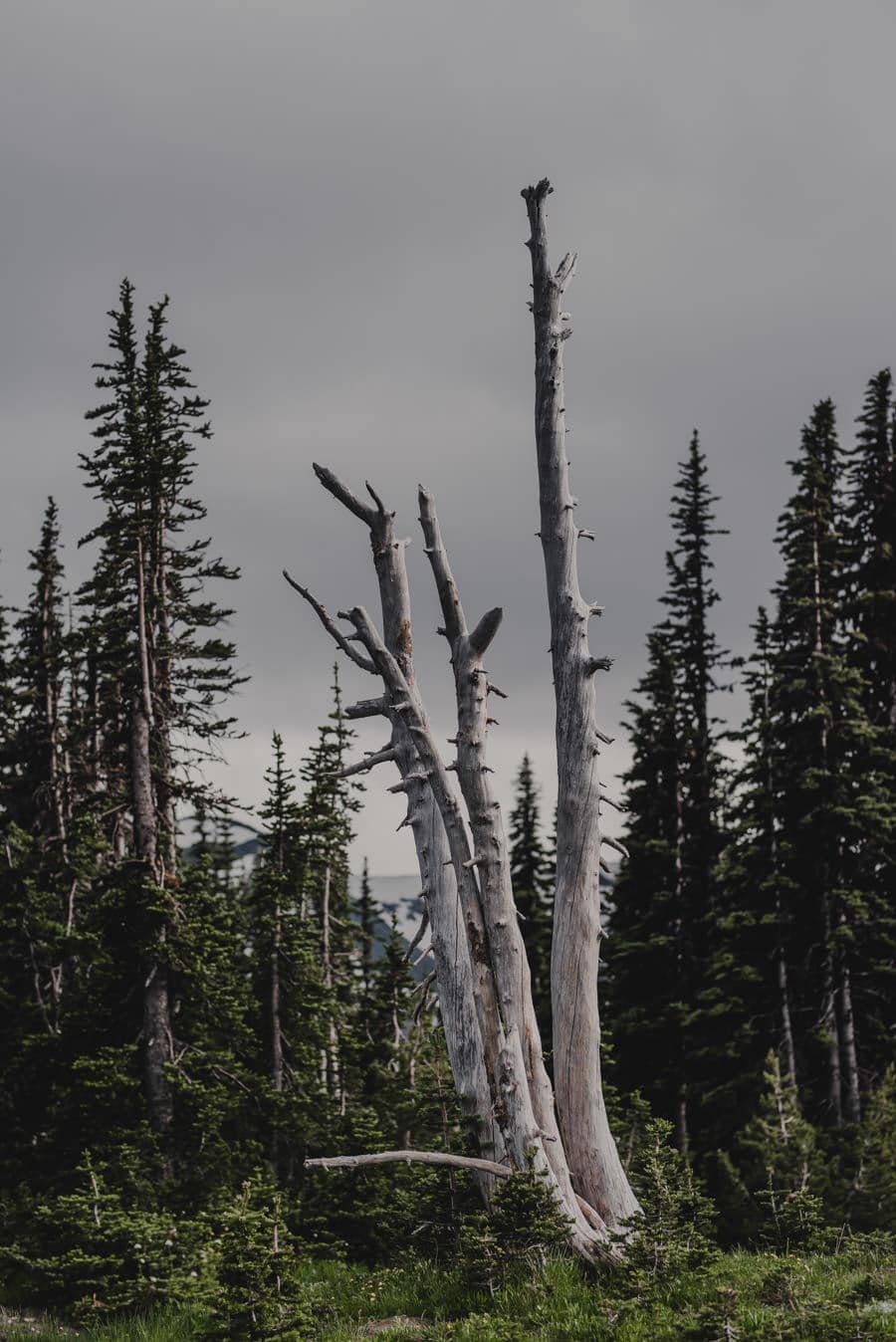 Mt Rainier Washington Engagement Session Photography 124