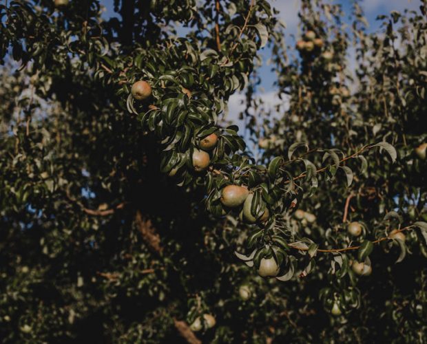 Mt View Orchards Wedding Photography 088