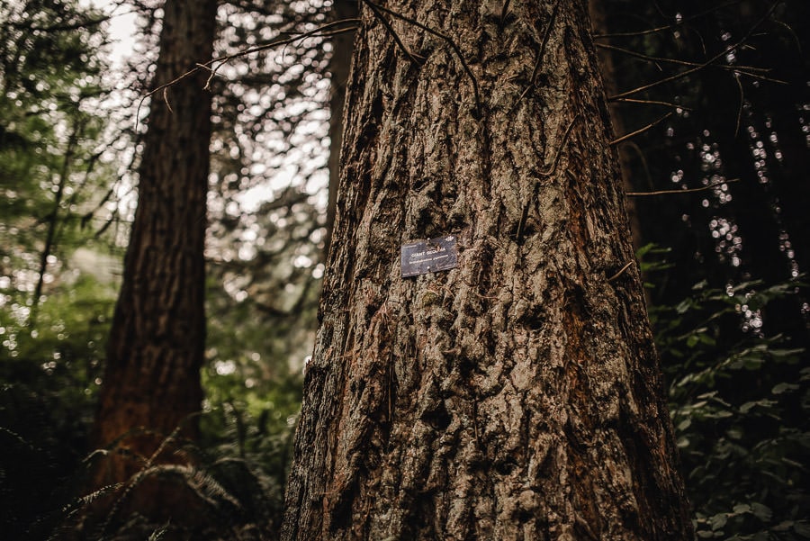 Hoyt Arboretum Engagement Session 008