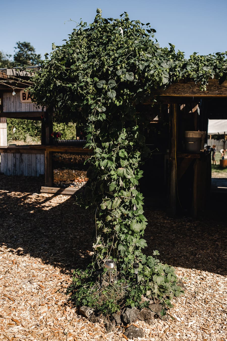 Roshambo Art Farm Wedding Photograpyhy