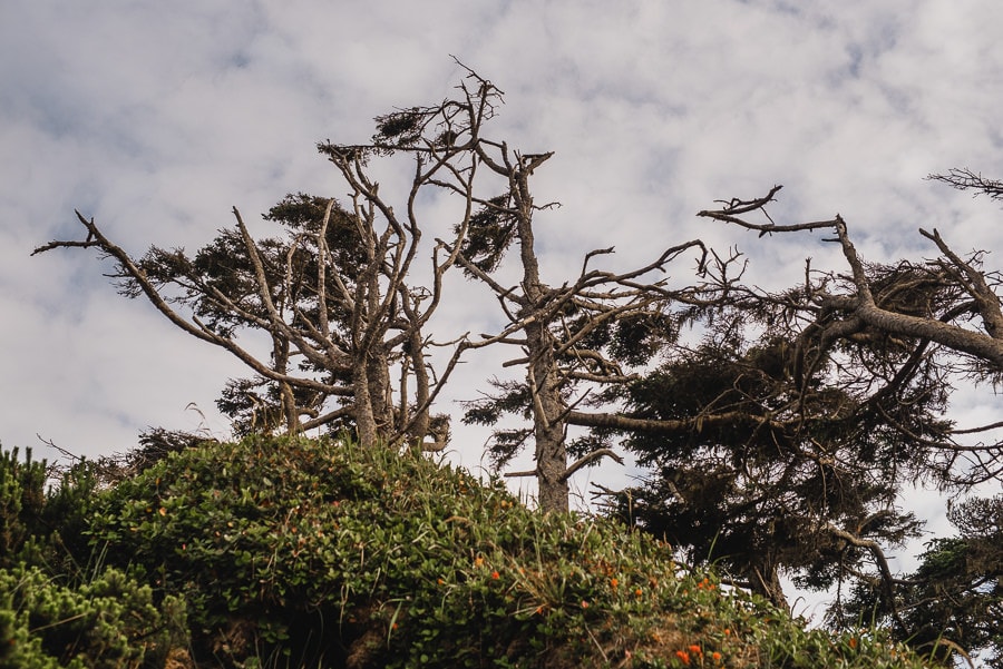 Cape Kiwanda Oregon Coast Wedding Photography 050