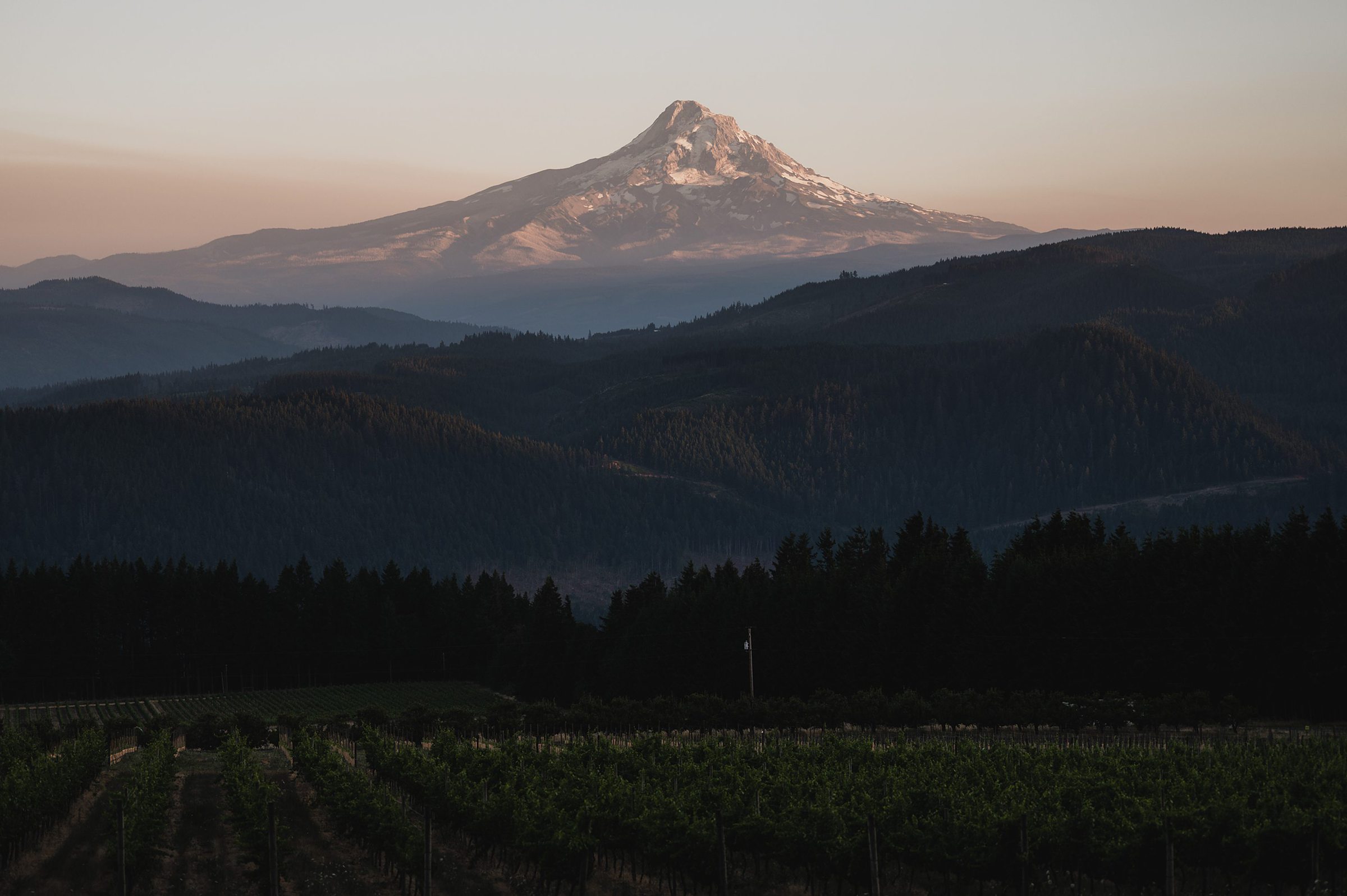 Mt Hood's peak at sunset, with a forest and fields in the foreground under a soft sky, creates an enchanting backdrop for Gorge Crest Vineyards wedding photos.