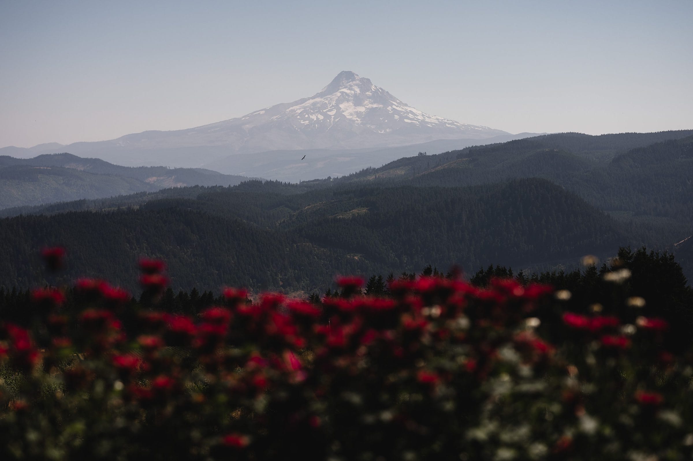 A mountain peak rises in the distance, surrounded by forested hills and red flowers under a clear sky—perfect scenery for capturing stunning wedding photography at Gorge Crest Vineyards.