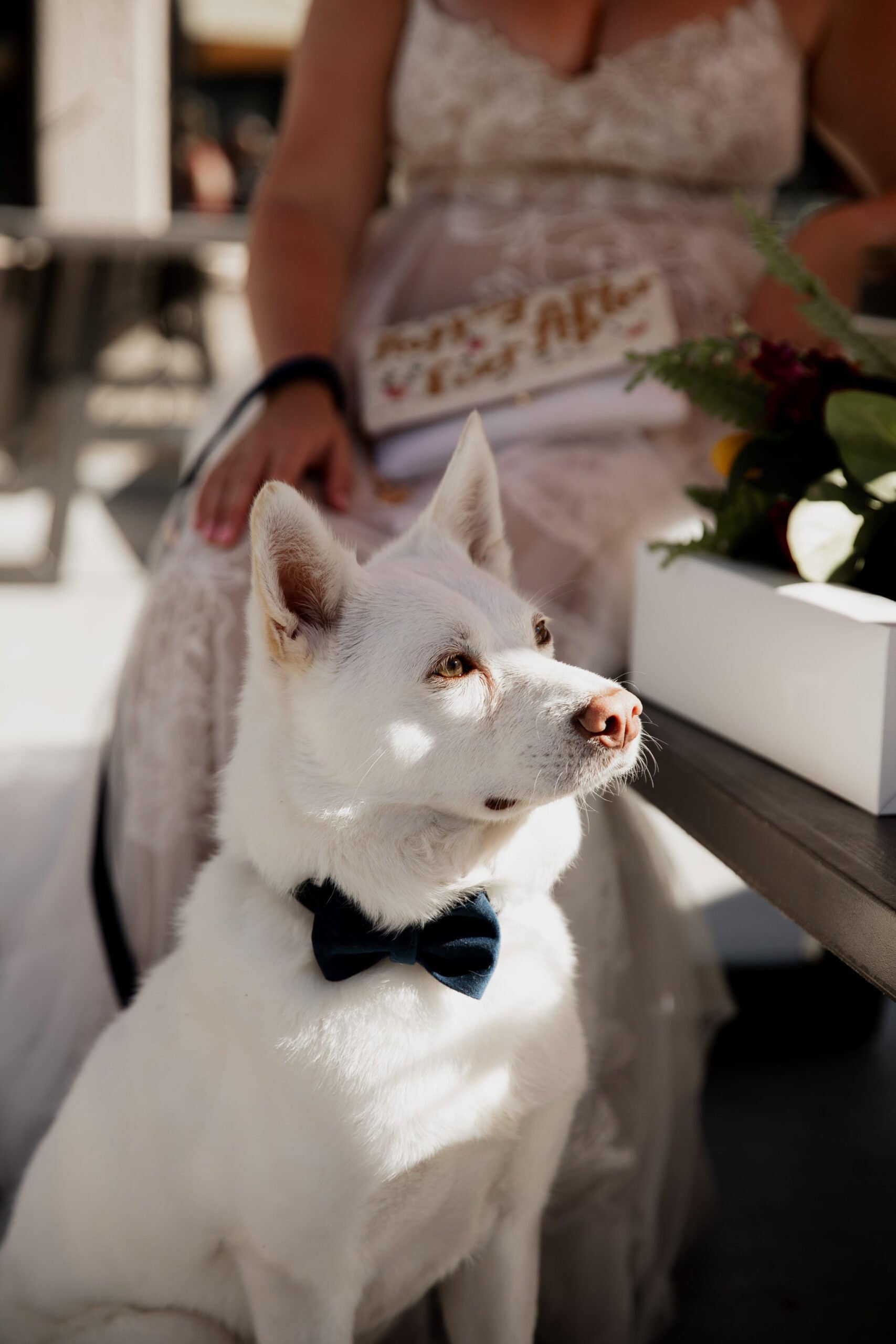 Summer Wedding At Mt Hood Meadows