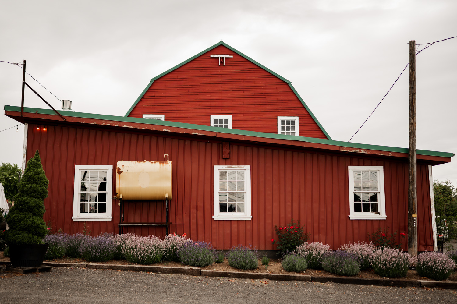 The red barn-style building at Rossi Farms features white-trimmed windows and is surrounded by lavender bushes under a cloudy sky.