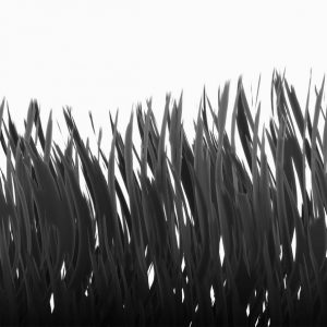 Fertilizing Grass Tracy ca