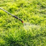 Professional weed control in a lush green lawn in Tracy, CA.