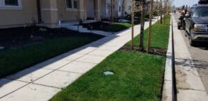 Well-maintained sidewalk with lush green grass and young trees in a residential area.