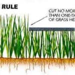Diagram showing the 1/3 lawn mowing rule for healthy grass in Tracy and Mountain House.