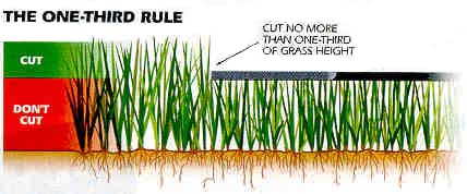 Diagram showing the 1/3 lawn mowing rule for healthy grass in Tracy and Mountain House.