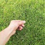 Inspecting grass